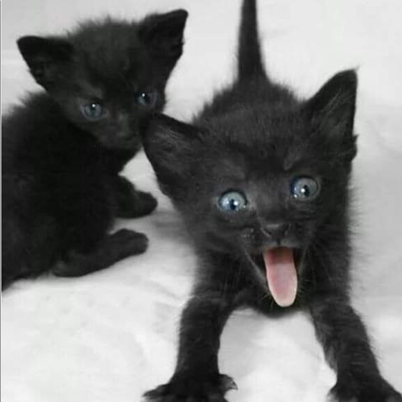 Meet your Posher, Kim maree - Picture 4 of 5